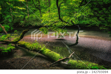 green moss on stone in the forest 142703094
