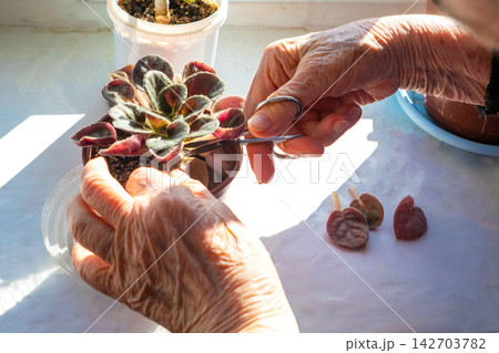 Elderly hands pruning a small succulent plant on a sunny windowsill to propagate new cuttings Elderly hands pruning a small succulent plant on a sunny windowsill to propagate new cuttings 142703782