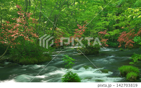 water in the forest water in the forest 142703819