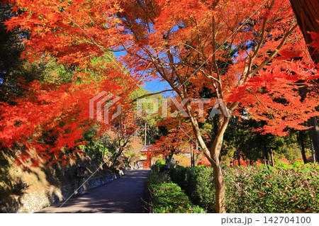 三室戸寺(京都府宇治市)境内の紅葉 三室戸寺(京都府宇治市)境内の紅葉 142704100