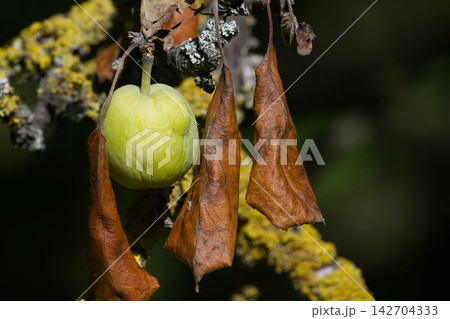 Unripe apple and dried leaves on a lichen-covered branch during a drought Unripe apple and dried leaves on a lichen-covered branch during a drought 142704333
