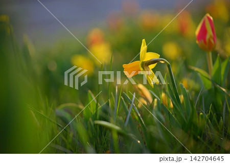 Yellow daffodil in the grass in the garden. Concept for spring and nature. Yellow daffodil in the grass in the garden. Concept for spring and nature. 142704645