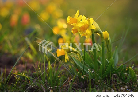 Yellow daffodil in the grass in the garden. Concept for spring and nature. Yellow daffodil in the grass in the garden. Concept for spring and nature. 142704646