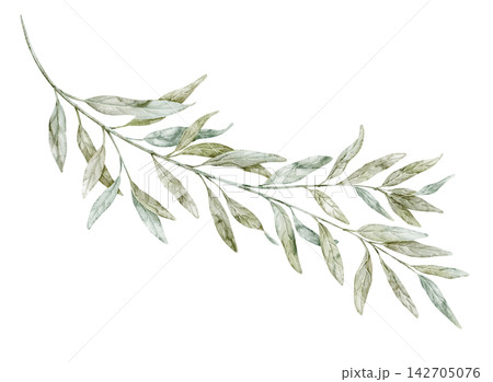 Green Branch watercolor illustration with slender leaves isolated on white background. Botanical Mediterranean clipart for natural decor, wedding stationery and greeting cards design. Green Branch watercolor illustration with slender leaves isolated on white background. Botanical Mediterranean clipart for natural decor, wedding stationery and greeting cards design. 142705076