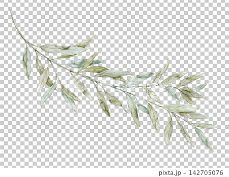 Green Branch watercolor illustration with slender leaves isolated on white background. Botanical Mediterranean clipart for natural decor, wedding stationery and greeting cards design. Green Branch watercolor illustration with slender leaves isolated on white background. Botanical Mediterranean clipart for natural decor, wedding stationery and greeting cards design. 142705076