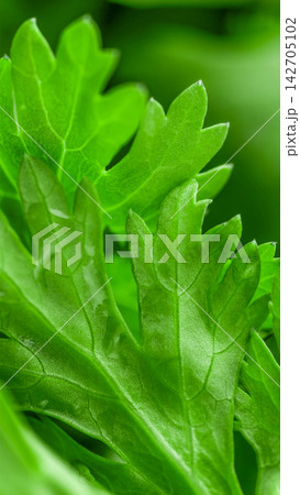 Macro close up view of a singular sharp textured green parsley or celery leaf leafstalk section Macro close up view of a singular sharp textured green parsley or celery leaf leafstalk section 142705102