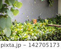 Close-Up of a Lawnmower Cutting Leaves on the Lawn 142705173
