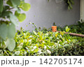 Close-Up of a Lawnmower Cutting Leaves on the Lawn 142705174