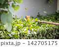 Close-Up of a Lawnmower Cutting Leaves on the Lawn 142705175