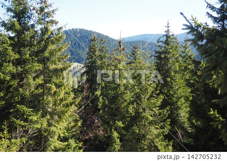 Zlatar, Serbia, a natural rural landscape. View of the mountains with a spruce forest in spring in April. Ethno tourism in the Balkans. Balkan Range, Zlatar. Suburb of Nova Varosh, National Park. 142705232