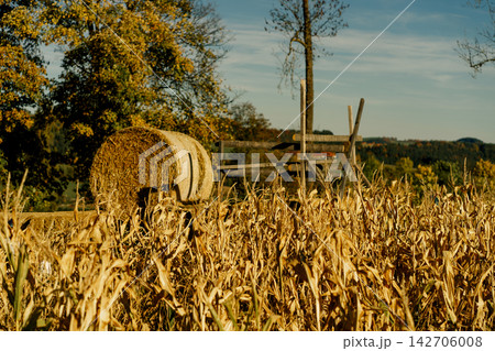 Round hay bale stands near a wooden structure in a dry Zea mays field. Concept of agriculture, harvest, rural life, farming, storage, autumn and work Round hay bale stands near a wooden structure in a dry Zea mays field. Concept of agriculture, harvest, rural life, farming, storage, autumn and work 142706008