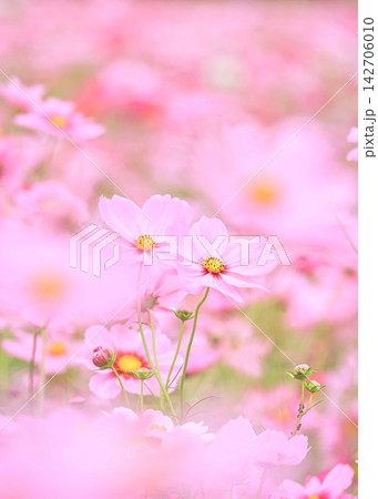 桜色の秋桜 桜色の秋桜 142706010