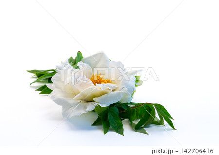 Decorative white peony flower arrangement with copy space Decorative white peony flower arrangement with copy space 142706416