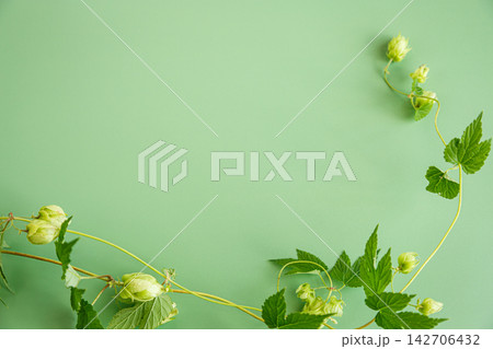 Fresh green hop cones and leaves on green background 142706432