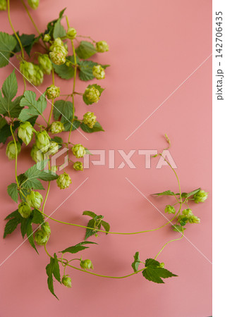 Natural hop branches with green cones on pink background Natural hop branches with green cones on pink background 142706435