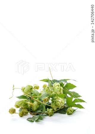 Fresh green hop cones with leaves on white background 142706440