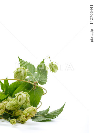 Green hop cones and vines arranged on white background 142706441