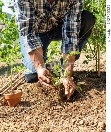 Planting tomato seedlings in the ground by hand. Agriculture. Planting tomato seedlings in the ground by hand. Agriculture. 142706523