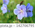 Meadow cranesbill purple wildflower with blurred flying bee 142706795