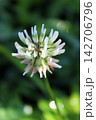 Macro close-up of white clover flower head blooming outdoors 142706796
