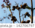 Dry brown seed pods of princess tree against blue sky 142706797