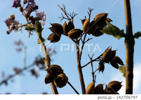 Dry brown seed pods of princess tree against blue sky Dry brown seed pods of princess tree against blue sky 142706797