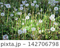 Meadow field full of white fluffy dandelion seed heads 142706798