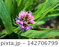 Purple blazing star flower bud with green wet leaves 142706799