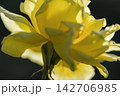黄色いバラ 142706985