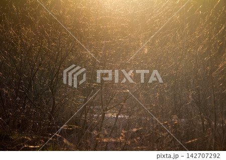 Myriads of young spiders travel by webs. Cobweb Myriads of young spiders travel by webs. Cobweb 142707292
