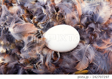 Beautiful variegated egg on feathers Beautiful variegated egg on feathers 142707297