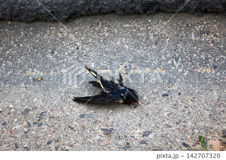 Young barn swallow hit by car Young barn swallow hit by car 142707320