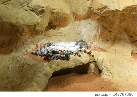 Group of Gila Monsters Resting on a Rock Ledge in a Desert Cave Enclosure Group of Gila Monsters Resting on a Rock Ledge in a Desert Cave Enclosure 142707386