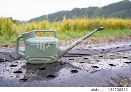 雨に濡れた黒マルチに置かれた緑のジョウロ 雨に濡れた黒マルチに置かれた緑のジョウロ 142708286