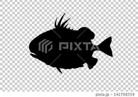 マツカサウオのシルエットイラスト マツカサウオのシルエットイラスト 142708559