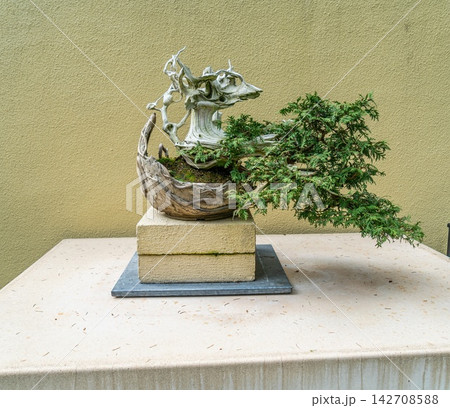 Bonsai Tree In Museaum Bonsai Tree In Museaum 142708588