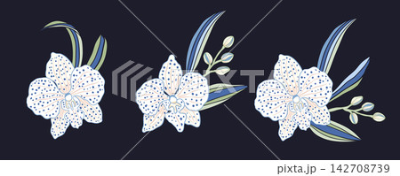 Decorative Orchid Botanical Collection Featuring Stylized Floral Elements And Gracefully Curving Foliage Decorative Orchid Botanical Collection Featuring Stylized Floral Elements And Gracefully Curving Foliage 142708739