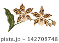 Exotic Orchid Botanical Illustration Featuring Leopard Spotted Petals And Gracefully Curving Foliage 142708748