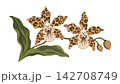 Exotic Orchid Botanical Illustration Featuring Leopard Spotted Petals And Gracefully Curving Foliage 142708749