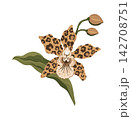 Exotic Orchid Botanical Illustration Featuring Leopard Spotted Petals And Gracefully Curving Foliage 142708751