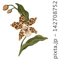 Exotic Orchid Botanical Illustration Featuring Leopard Spotted Petals And Gracefully Curving Foliage 142708752