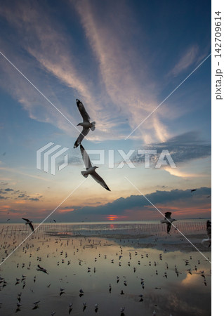 Seagulls soar gracefully over the ocean at sunset with reflections on the water Seagulls soar gracefully over the ocean at sunset with reflections on the water 142709614
