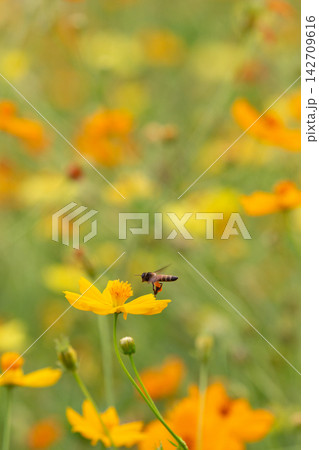 Honeybee approaches a vibrant yellow cosmos flower in a sunlit meadow 142709616