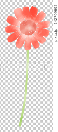 A watercolor-style illustration of a single red gerbera. A watercolor-style illustration of a single red gerbera. 142709693