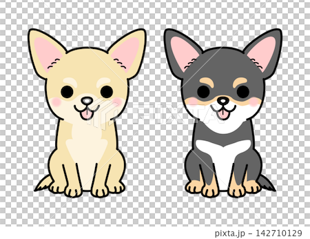 一組吉娃娃犬的向量插圖(光滑毛髮,全身像)。 一組吉娃娃犬的向量插圖(光滑毛髮,全身像)。 142710129