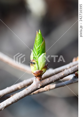 Green tree bud bursting open with small spider on twig in spring forest in Russia. Green tree bud bursting open with small spider on twig in spring forest in Russia. 142710395