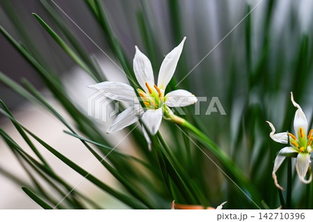 White rain lily zephyranthes candida flower blooming outdoors among thin green grass blades with soft bokeh background. 142710396