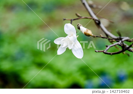 White magnolia kobus flower blooming on tree branch with small bud against beautiful green blurred bokeh copy space background. White magnolia kobus flower blooming on tree branch with small bud against beautiful green blurred bokeh copy space background. 142710402