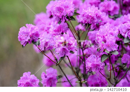 Pink rhododendron mucronulatum flowers blooming on tree branches with beautiful green blurred bokeh copy space background in wild spring nature. 142710410
