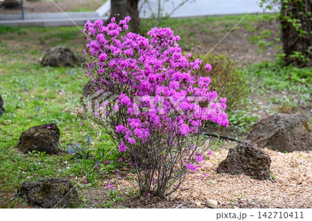 Pink rhododendron mucronulatum shrub blooming in park with volcanic rocks and decorative wood chips on ground and blurred background copy space. Pink rhododendron mucronulatum shrub blooming in park with volcanic rocks and decorative wood chips on ground and blurred background copy space. 142710411